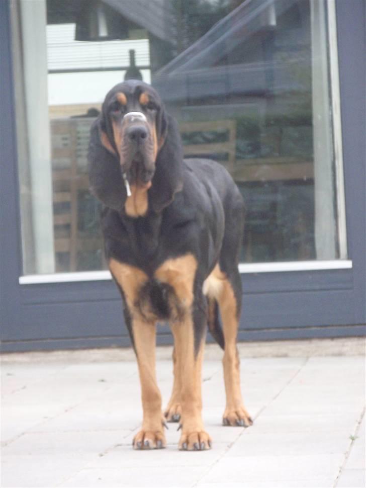 Blodhund Thobachs Alma Wilma/Wilma - BøøøH.... ! <3 billede 11