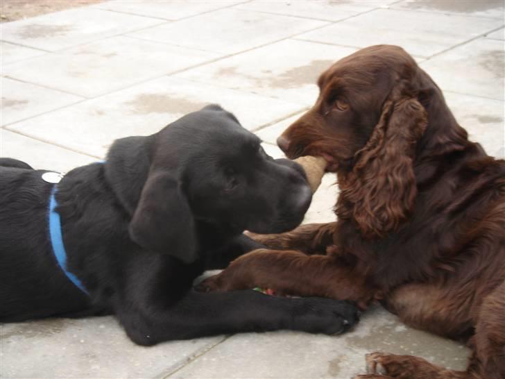 Labrador retriever Covie - Her deler jeg så et lækkert ben med min "storebror" Duncan, som er den lille nu! billede 12