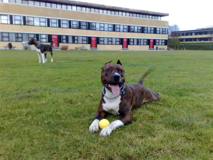 Amerikansk staffordshire terrier Kirah - Kirah så glad.. billede 4