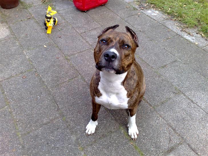 Amerikansk staffordshire terrier Kirah - så fin så fin billede 5