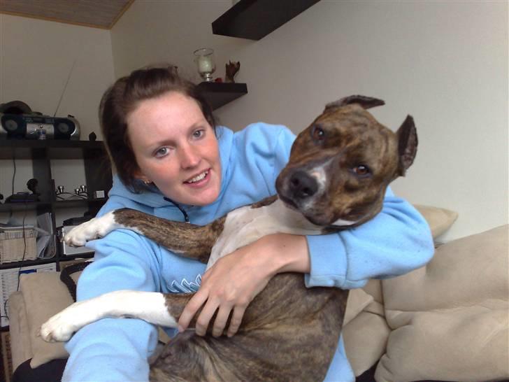 Amerikansk staffordshire terrier Kirah billede 6