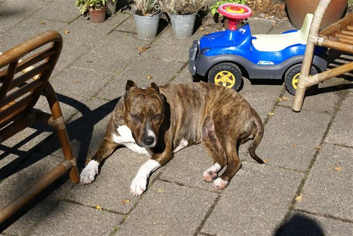 Amerikansk staffordshire terrier Kirah - Kirah "Tjavs" billede 7