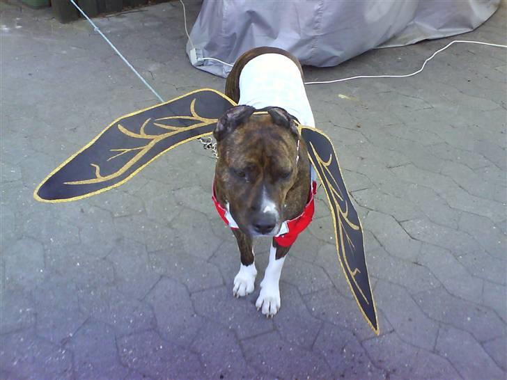 Amerikansk staffordshire terrier Kirah - Den gode FE:) billede 8