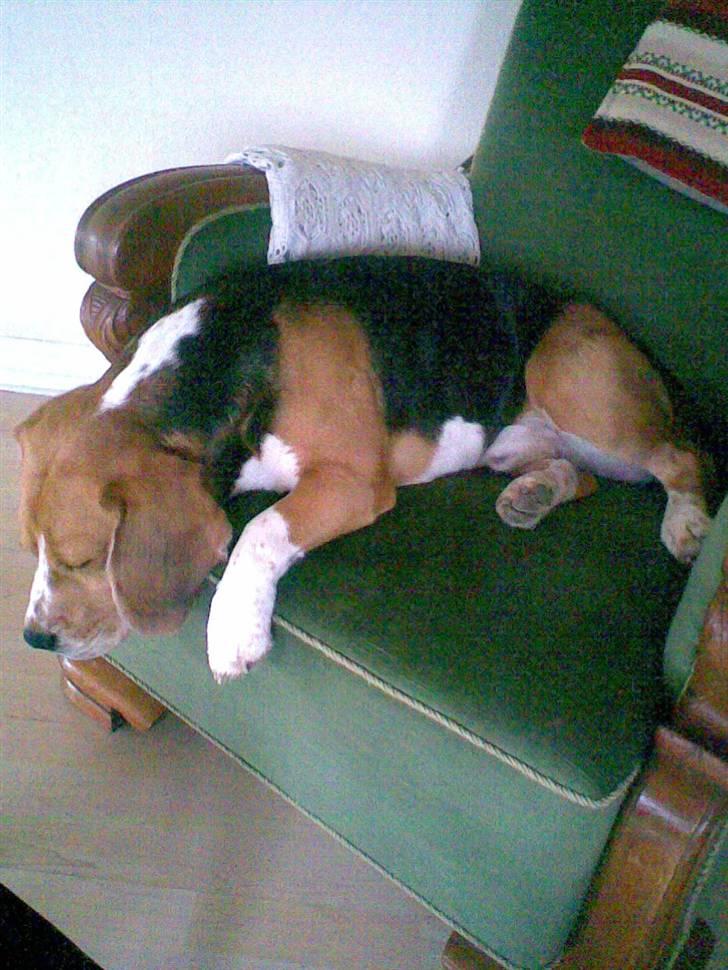 Beagle Lucas - Hvil I Fred  - MIN BOOBOO <3 Gamle dreng. billede 8
