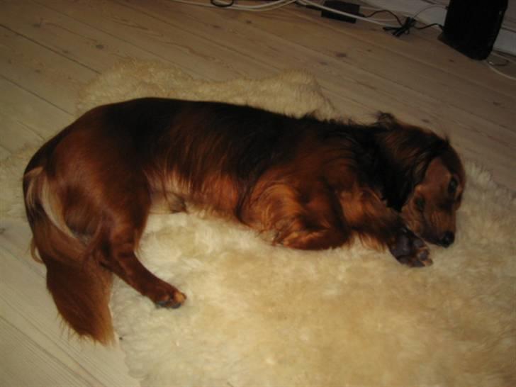 Dværggravhund Chico *3.11.05* - aftenlur på mit lammetæppe billede 9