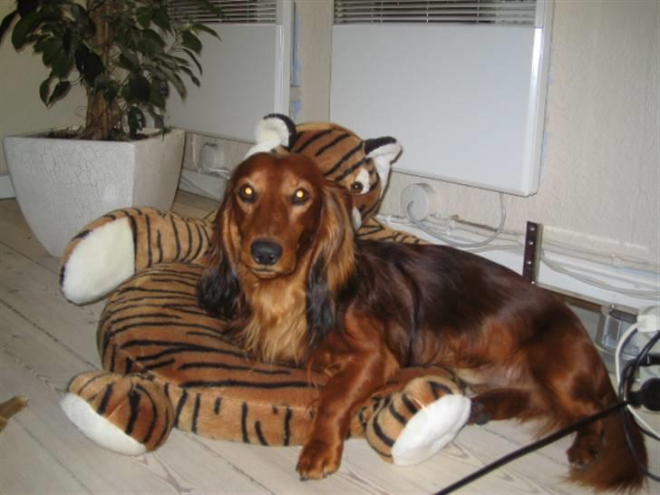 Dværggravhund Chico *3.11.05* - Det er min dejlige kurv.. billede 10