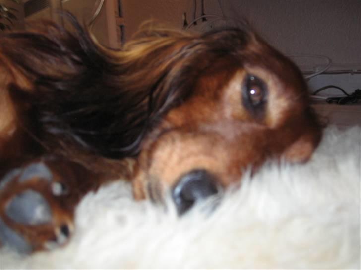 Dværggravhund Chico *3.11.05* - mmm.. putter li..:) billede 11