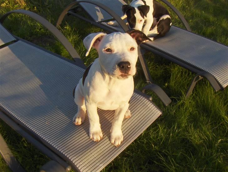 Amerikansk staffordshire terrier Sheila R.I.P. - skal lige se om der sker noget billede 19