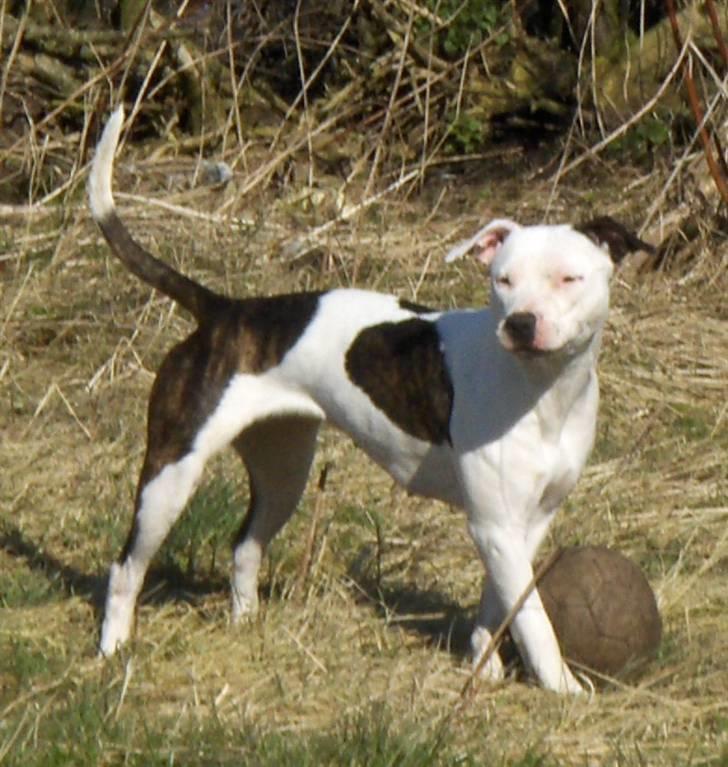 Amerikansk staffordshire terrier Sheila R.I.P. billede 20
