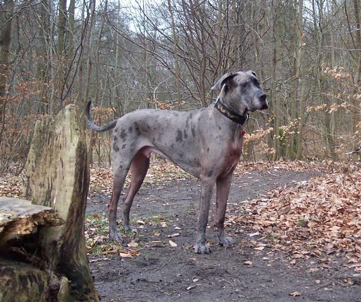 Grand danois Ozzy R.I.P 14.09.2009 - 24.02.08 billede 3