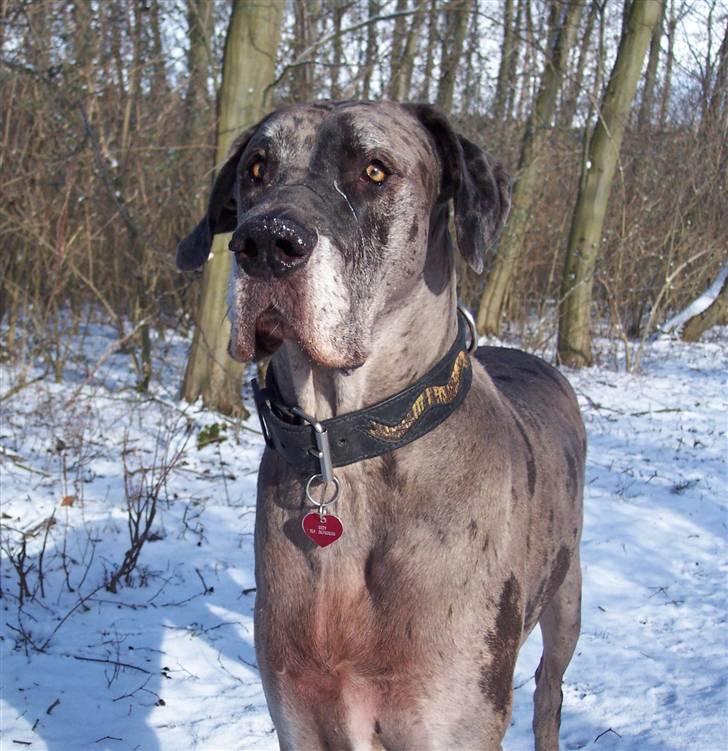 Grand danois Ozzy R.I.P 14.09.2009 - 26.03.08 billede 6