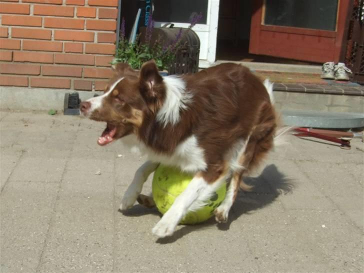 Border collie Jumper - spiller med MIN bold billede 20