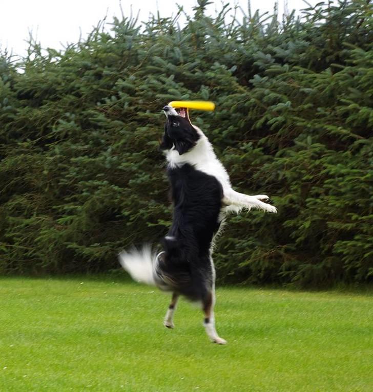 Border collie Tjamp - Utrættelige akrobatiske Tjamp med det nye spændende legetøj - frisbee! billede 11
