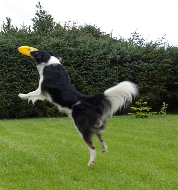 Border collie Tjamp - Han ville være en gevinst for et hvert ultimatehold - der ville komme nogle lidt ramponerede frisbees ud af det, men ellers... billede 12