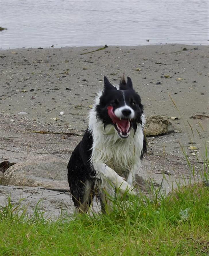 Border collie Tjamp - Tjamp brænder energi af ved fjorden i Egense billede 13