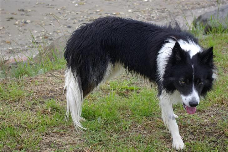 Border collie Tjamp - Man bliver lidt mut af at drive måger sammen... billede 14