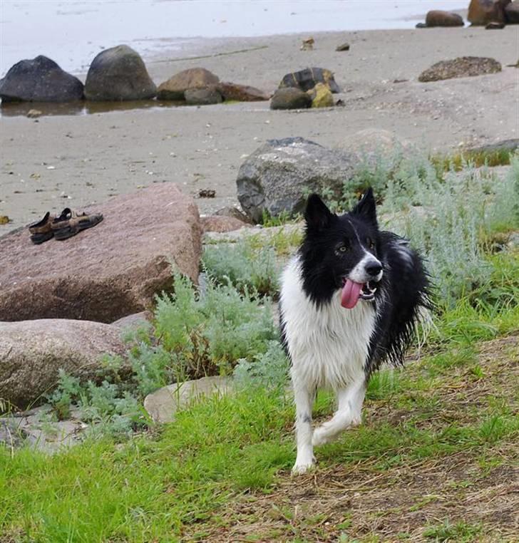 Border collie Tjamp - "Der er så meget at holde øje med ude ved vandet og jeg ÆLSKER det !!!" billede 15