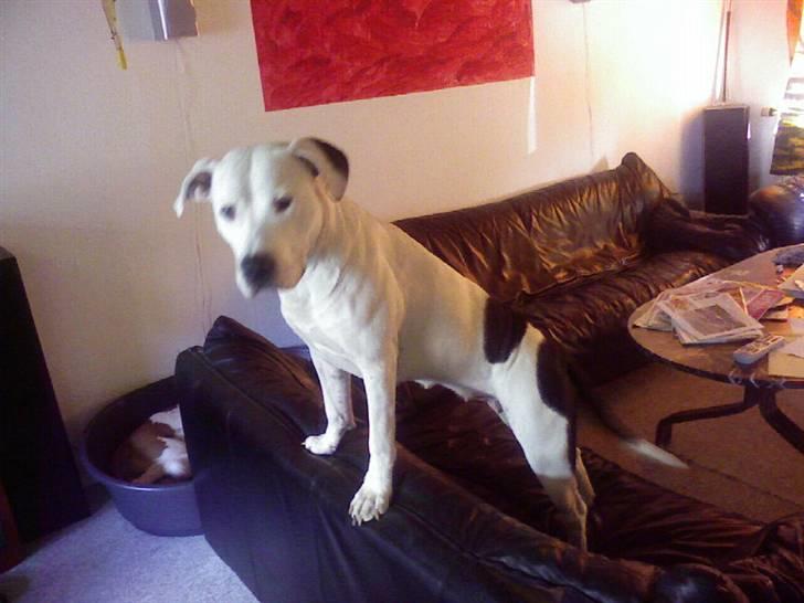 Amerikansk staffordshire terrier Thia (Himmelhund) billede 15