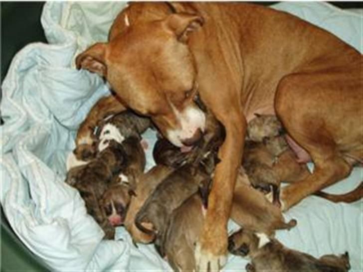 Blanding af racer Diego - Diego blev far til 12 små hvalpe =) billede 4