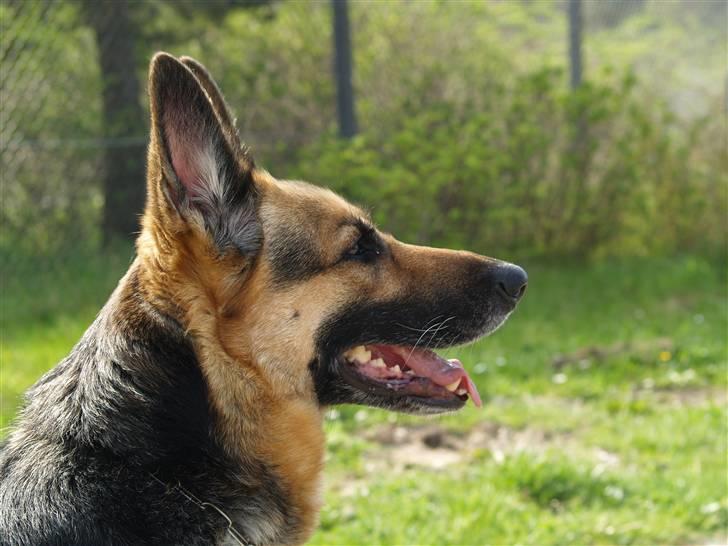Schæferhund Sille (Zacho Rini) billede 13