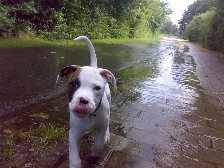 Amerikansk bulldog Zack - Elsker at gå tur =D...  billede 1