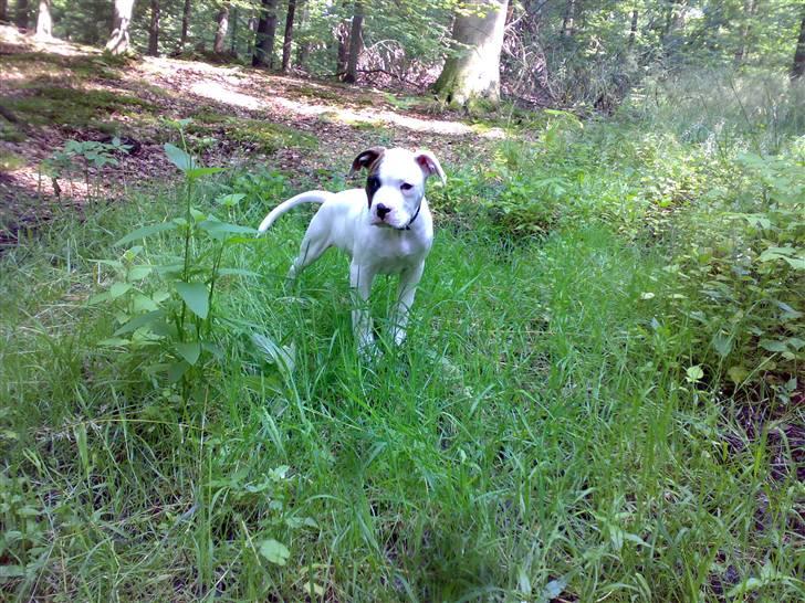Amerikansk bulldog Zack - Skoven er bare så dejlig :D ...  billede 2