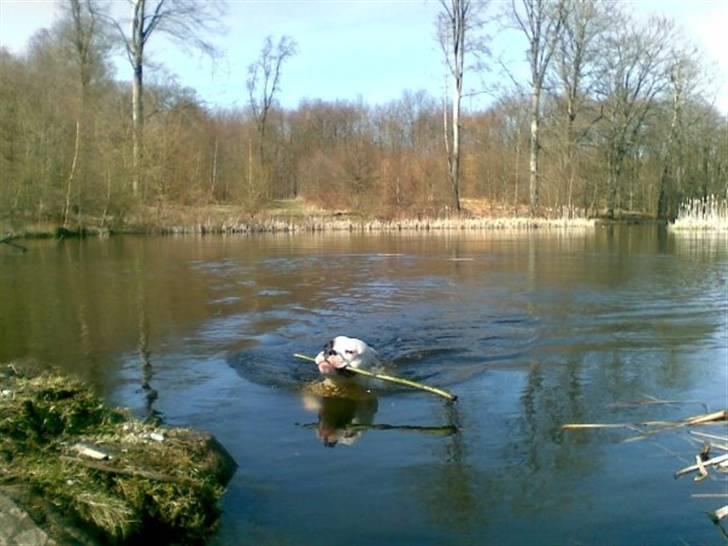 Amerikansk bulldog Zack - Kan godt li at svømme ;) .  billede 3