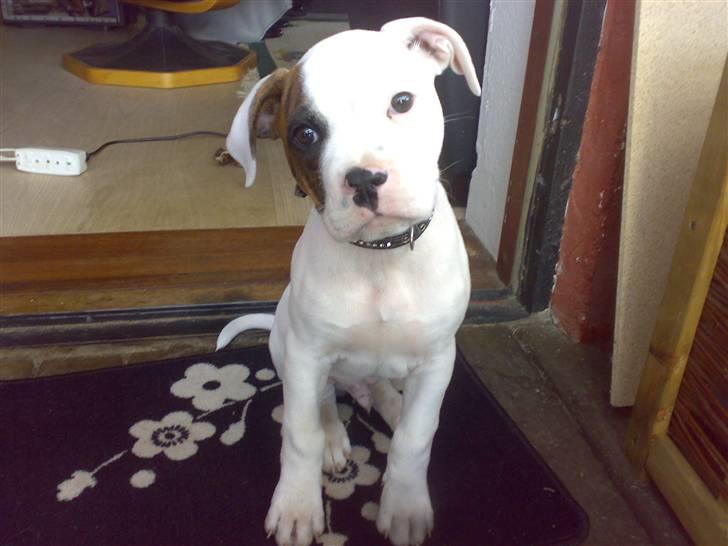 Amerikansk bulldog Zack - Hejsa ... =) billede 4
