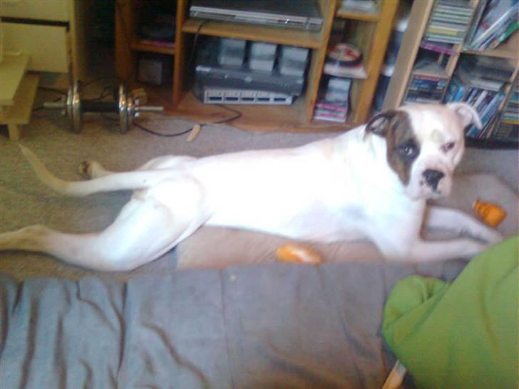 Amerikansk bulldog Zack - Puha tager lige en slapper ... billede 5