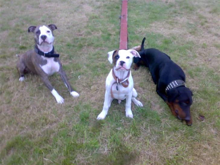 Amerikansk bulldog Zack - Tika, Zack, og Vega, Hygger i haven ....  billede 6