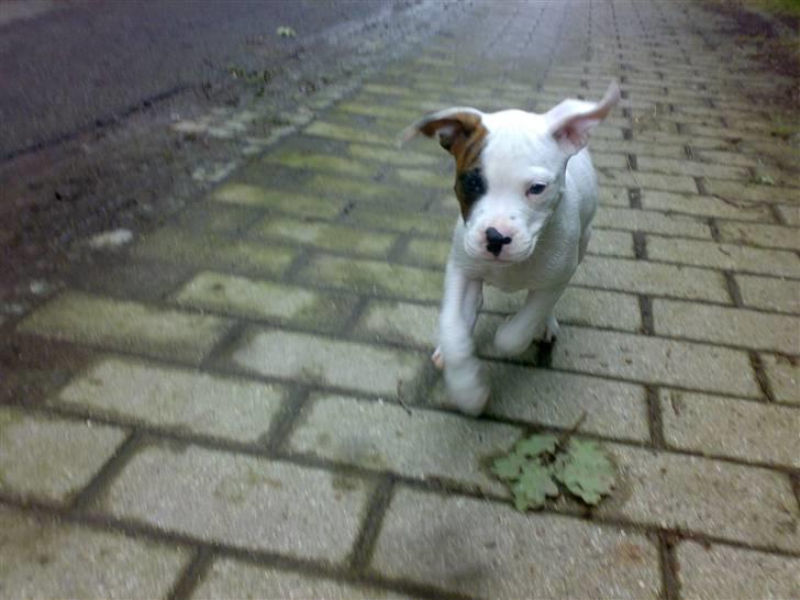 Amerikansk bulldog Zack - Jeg kommer nu, jeg kommer nu, VEENT =)  billede 7