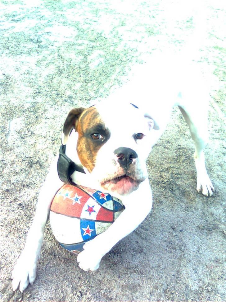 Amerikansk bulldog Zack - Det MIN bold... og du får den ikke ;p .  billede 8