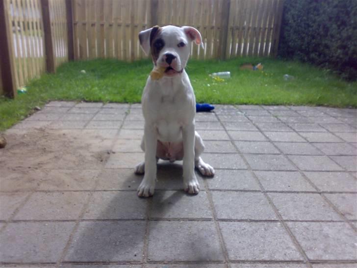 Amerikansk bulldog Zack - sidder lige herover med mit ben i munden, Mmmm Det smager godt =)   billede 9