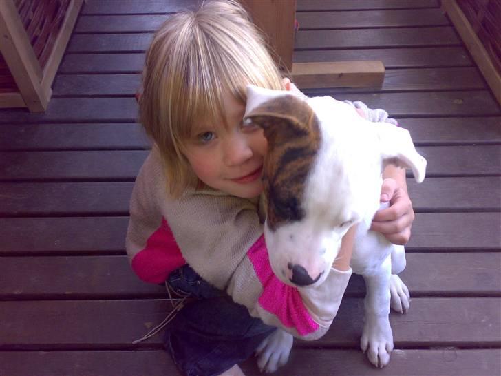 Amerikansk bulldog Zack - Kan godt li at lege med børn =) ....  billede 10