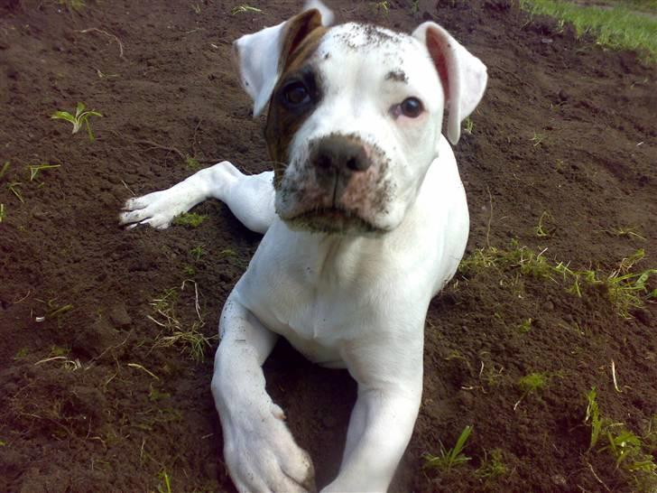 Amerikansk bulldog Zack - Det er bare så LÆKKERT at grave :) .. billede 11