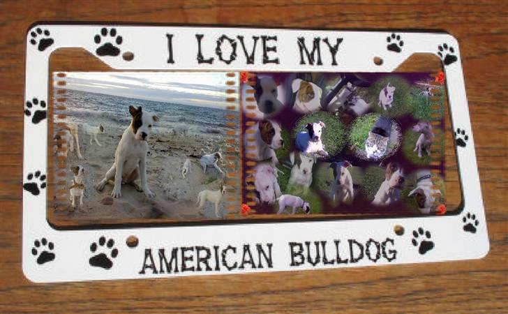 Amerikansk bulldog Zack - Såh fin han er =)  billede 12