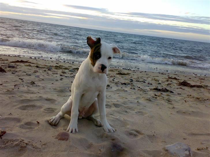 Amerikansk bulldog Zack - Eeeeelsker atvære på stranden =)  billede 13