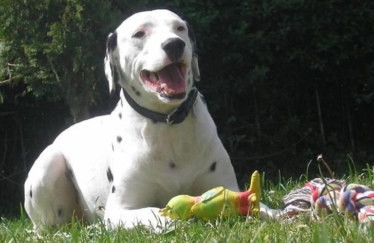 Dalmatiner Rico - Rico og pive-anden billede 5