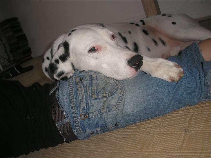 Dalmatiner Rico - Det er sååå dejligt når der ligger én på gulvet ;o) billede 6