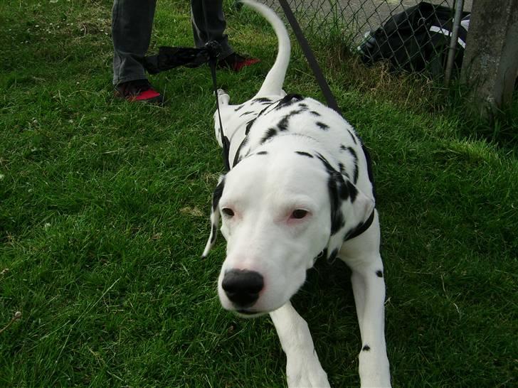 Dalmatiner Rico - Rico kravler ofte, specielt når mor har sagt dæk! billede 7