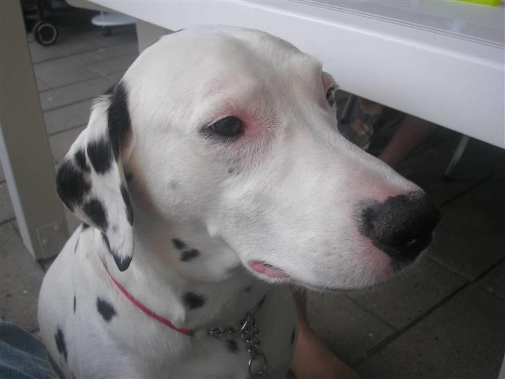 Dalmatiner Rico - ihh, altså. Er moar ikke snart færdig med at fotografere? billede 8