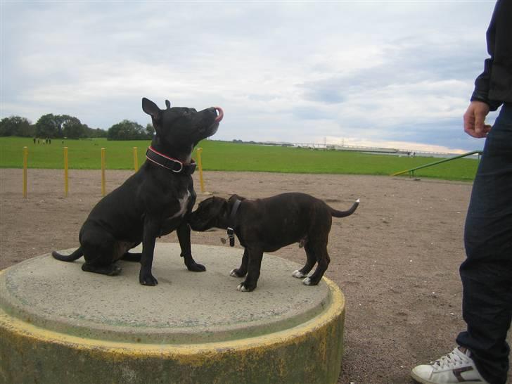 Staffordshire bull terrier Sputnik billede 19