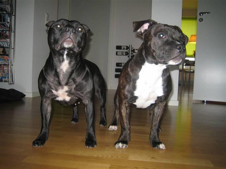 Staffordshire bull terrier Sputnik billede 20