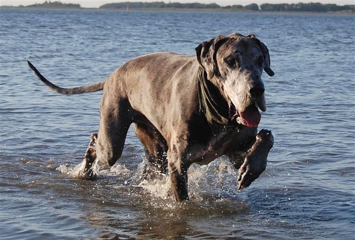 Grand danois Thor billede 1