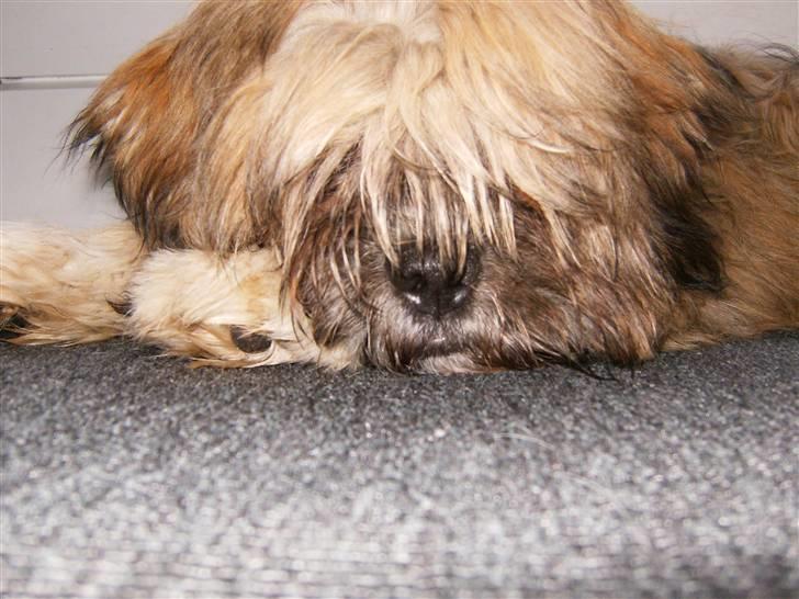 Lhasa apso Magnus billede 1