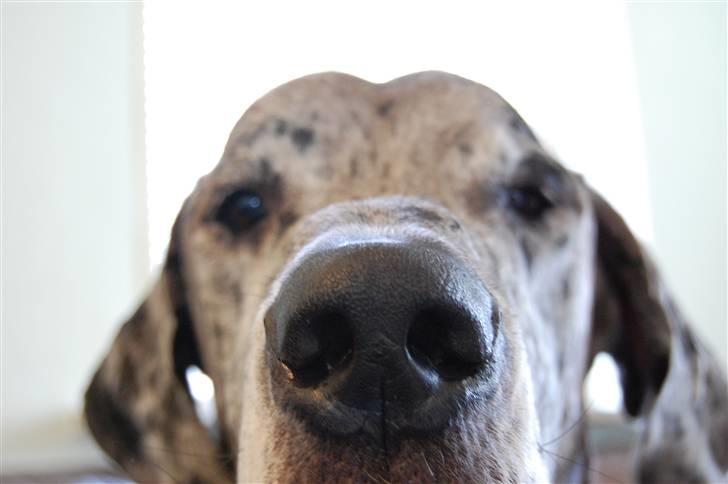 Grand danois Thor billede 2