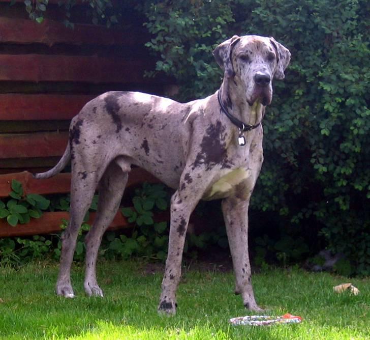 Grand danois Thor - Thor på hans 1 års fødselsdag billede 3