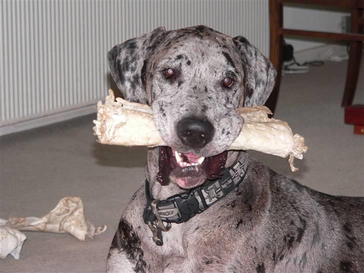 Grand danois Thor billede 4