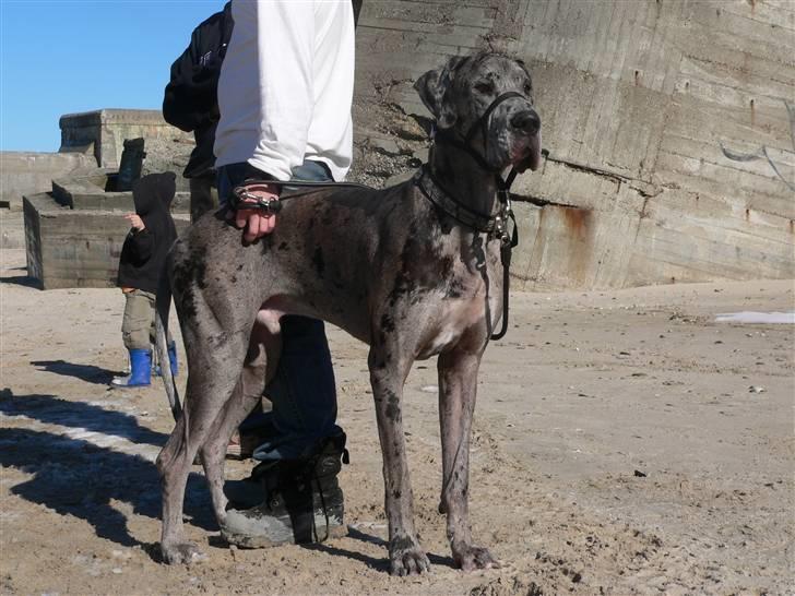 Grand danois Thor billede 5