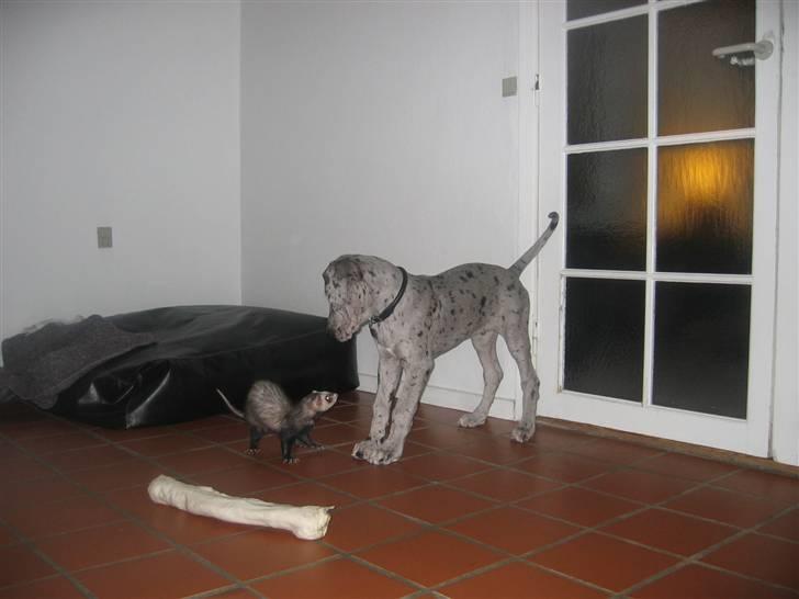 Grand danois Thor - wouw.. sådan en ilder er farligere end den ser ud  billede 6